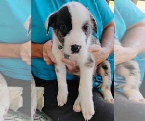 Australian Shepherd-Collie Mix Dogs for adoption in Scottsboro, AL, USA