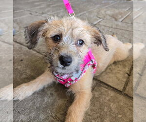 Mutt Dogs for adoption in Cliffwood, NJ, USA