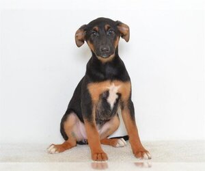 Medium Photo #1 Shepweiller Puppy For Sale in Oroville, CA, USA
