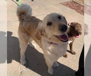 Labrador Retriever Dogs for adoption in Brooklyn Center, MN, USA