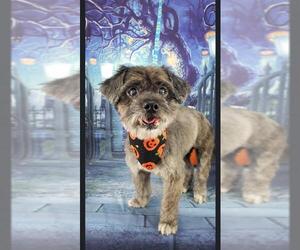 Shih Tzu-Unknown Mix Dogs for adoption in bloomington, IL, USA