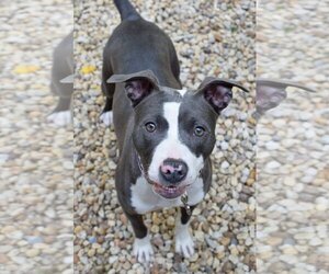 American Pit Bull Terrier Dogs for adoption in Spotsylvania, VA, USA