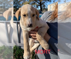 Lab-Pointer Dogs for adoption in Lakewood, CO, USA