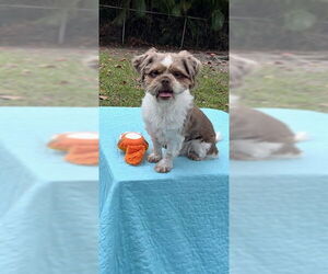 Shih Tzu Dogs for adoption in Weston, FL, USA