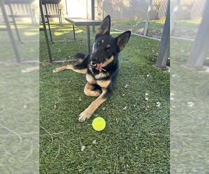 German Shepherd Dog Dogs for adoption in Downey, CA, USA