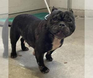 American Pit Bull Terrier-Bulldog Mix Dogs for adoption in Camarillo, CA, USA