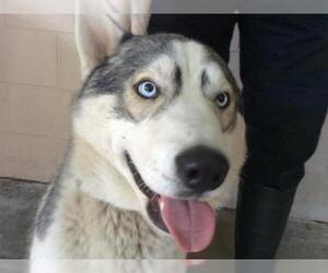 Alaskan Husky Dogs for adoption in pomona, CA, USA