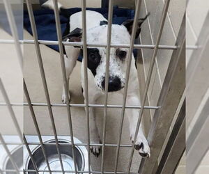 American Pit Bull Terrier Dogs for adoption in Decatur, IL, USA