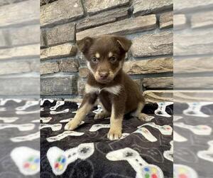 German Shepherd Dog Dogs for adoption in Stockton, CA, USA