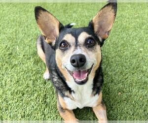 Pembroke Welsh Corgi-Unknown Mix Dogs for adoption in Raleigh, NC, USA