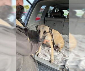 Mutt Dogs for adoption in Stockton, CA, USA