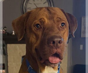 Mutt Dogs for adoption in Canton, CT, USA