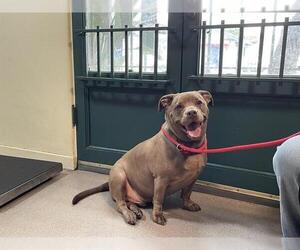 American Staffordshire Terrier-Dachshund Mix Dogs for adoption in Pasadena, CA, USA