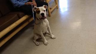 Boxer Dogs for adoption in Alturas, CA, USA