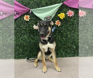 German Shepherd Dog-Unknown Mix Dogs for adoption in Grasswood, Saskatchewan, Canada