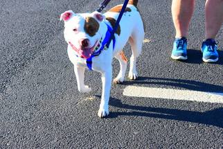 American Pit Bull Terrier-Unknown Mix Dogs for adoption in Cincinnati, OH, USA