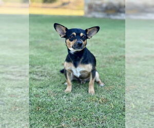 Chihuahua-Unknown Mix Dogs for adoption in PIPE CREEK, TX, USA