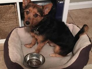 Australian Terrier Dogs for adoption in Tallahassee, FL, USA