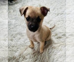 Medium Photo #1 Chiranian Puppy For Sale in Gulfport, MI, USA
