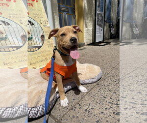 Mutt Dogs for adoption in Derwood, MD, USA