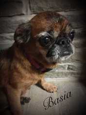 Brussels Griffon Dogs for adoption in CORNING, NY, USA