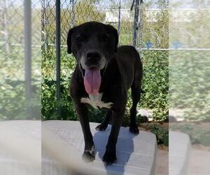 Labrador Retriever Dogs for adoption in Tonopah, AZ, USA