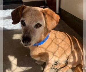 Dachshund Dogs for adoption in pomona, CA, USA