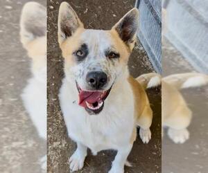 German Shepherd Dog-Unknown Mix Dogs for adoption in Riverside, CA, USA
