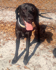 Small Labrador Retriever Mix