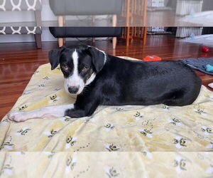 Boston Terrier-Labrador Retriever Mix Dogs for adoption in Mundelein, IL, USA