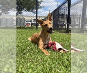 Carolina Dog-Unknown Mix Dogs for adoption in Sugar Land, TX, USA