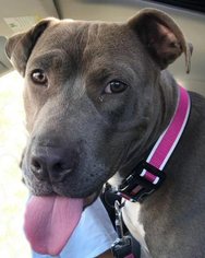 American Pit Bull Terrier Dogs for adoption in Columbia, MD, USA