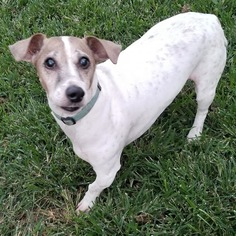 Small Jack Russell Terrier Mix