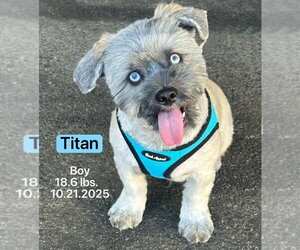 Shih Tzu-Siberian Husky Mix Dogs for adoption in West Hollywood, CA, USA