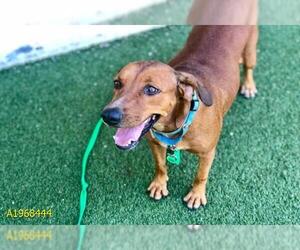 Black and Tan Coonhound Dogs for adoption in West Palm Beach, FL, USA
