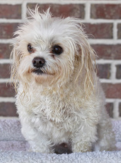 Medium Photo #1 Maltese Puppy For Sale in Pensacola, FL, USA