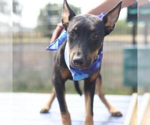 Doberman Pinscher-Unknown Mix Dogs for adoption in San Antonio, TX, USA