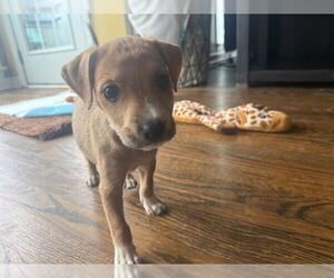 American Staffordshire Terrier-Unknown Mix Dogs for adoption in Raleigh, NC, USA