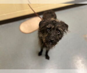 Mutt Dogs for adoption in Denver, CO, USA