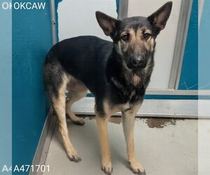 German Shepherd Dog Dogs for adoption in Oklahoma City, OK, USA