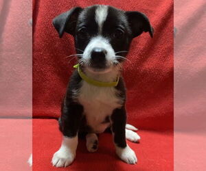 Mutt Dogs for adoption in Mundelein, IL, USA