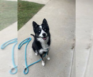 Pomsky Dogs for adoption in Easton, MD, USA