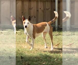 Bull Terrier-Carolina Dog Mix Dogs for adoption in Ben Wheeler, TX, USA