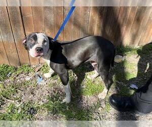 American Staffordshire Terrier-Unknown Mix Dogs for adoption in Grand Prairie, TX, USA