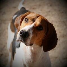 Treeing Walker Coonhound Dogs for adoption in Warwick, RI, USA