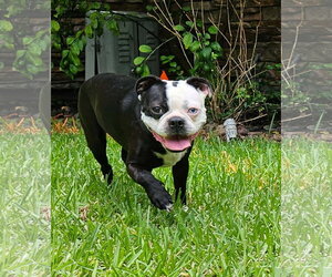 Boston Terrier-Unknown Mix Dogs for adoption in Morganville, NJ, USA