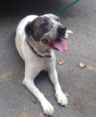 Pointer Dogs for adoption in Pottstown, PA, USA
