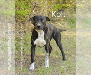 Mountain Cur-Unknown Mix Dogs for adoption in Topeka, KS, USA