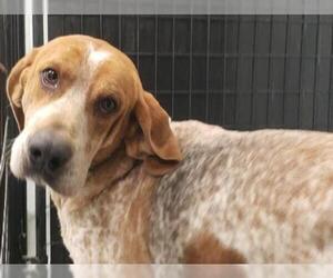 American Foxhound Dogs for adoption in Tavares, FL, USA