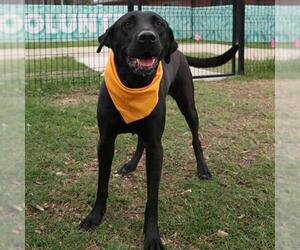 Labrador Retriever Dogs for adoption in San Antonio, TX, USA
